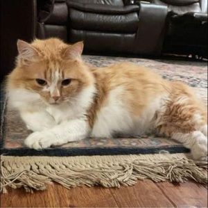 Meet your Posher, Amira